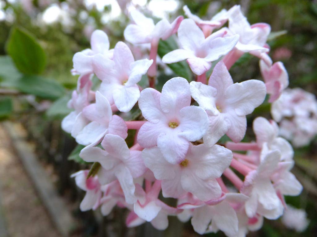 Juddii Viburnum - Fragrant Snowball Bush - Live Plant Shipped 1 to 2 Feet Tall by DAS Farms