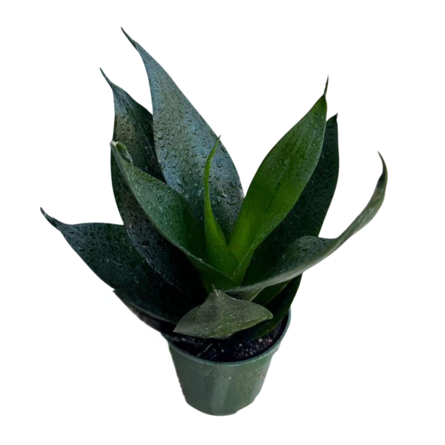 PLANTVERS Sansevieria Emerald Star in 4" Grow Pot – Live Snake Plant – Easy Care Succulent – Air Purifying Indoor Plant – Low Maintenance Houseplant