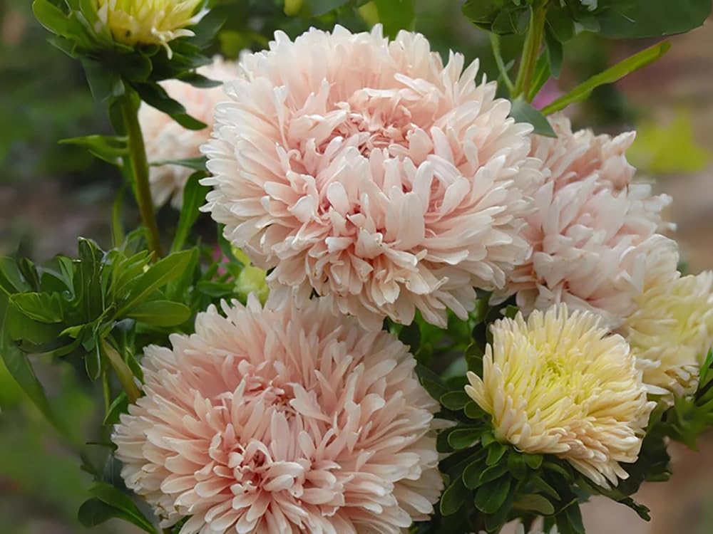 50+ King Size Apricot Aster Seeds Paeony Duchess Apricot Aster Flowers Garden Planting
