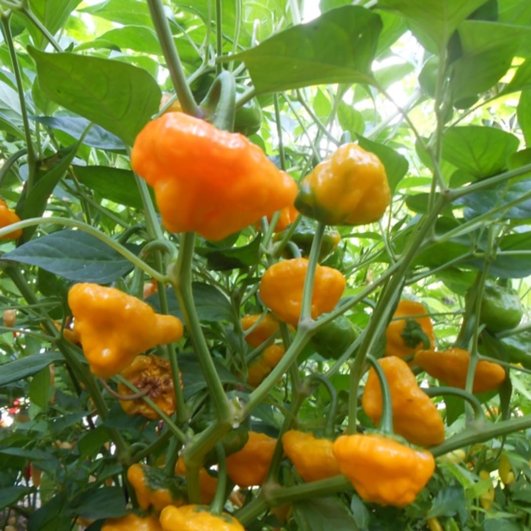 Live Yellow Scotch Bonnet Pepper Plant in 4 Inch Pot, 4–7 Inch Tall Seedling, Jamaican Hot Pepper Plant for Garden or Container Growing