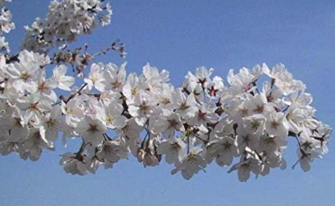 Yoshino Flowering Cherry Tree - Live Plant - 6-12" Tall Seedling - 3" Pot - Ships Potted