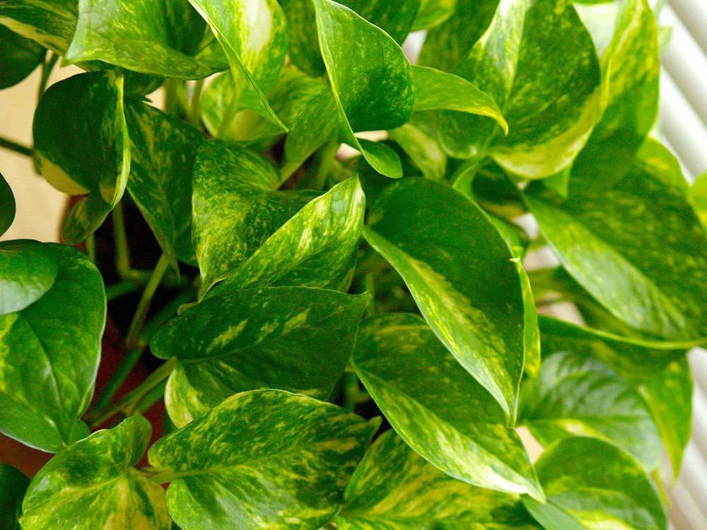 American Plant Exchange Golden Pothos – 6-Inch Pot – Live Easy Care Vining Houseplant, Air Purifying Indoor Plant for Home, Office, or Garden Decor