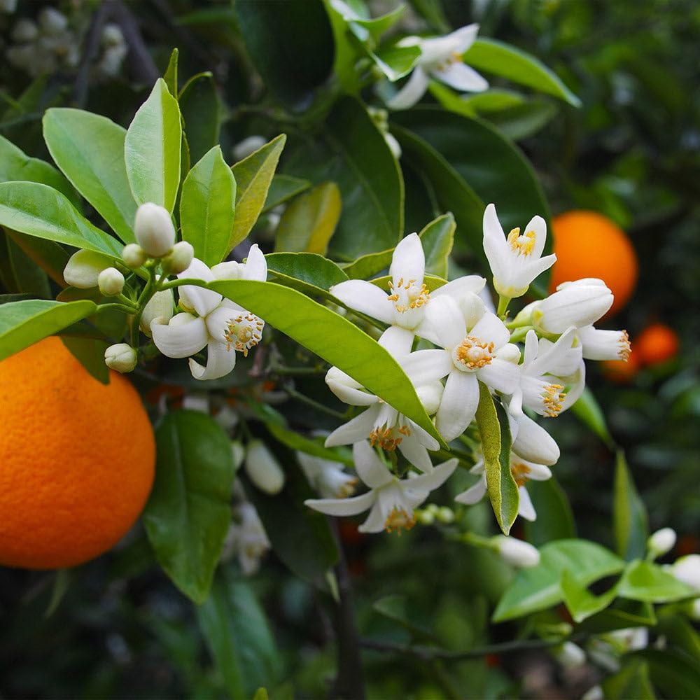 Brighter Blooms - Valencia Orange Tree, 1-2 ft. - No Shipping to AK, AL, AZ, CA, FL, GA, HI, LA, MS, OR, TX