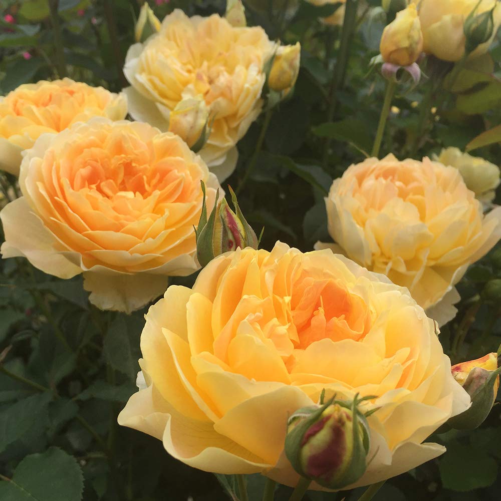 Heirloom Roses Rose Plant - Molineux® Yellow Rose Bush, David Austin Live Plant for Planting Outdoors