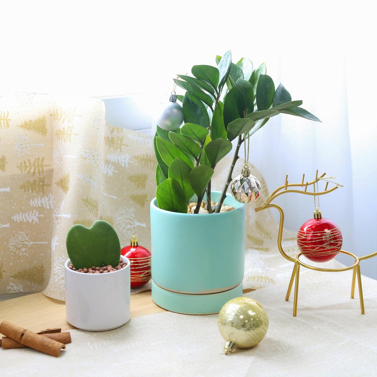 ZZ Plant (4 inch) - Lucky Houseplants - 4/6 inch Unique Live Decorative Houseplants - Easy to Care Indoor Plants, Perfect for Office, Home & Feng Shui Decor