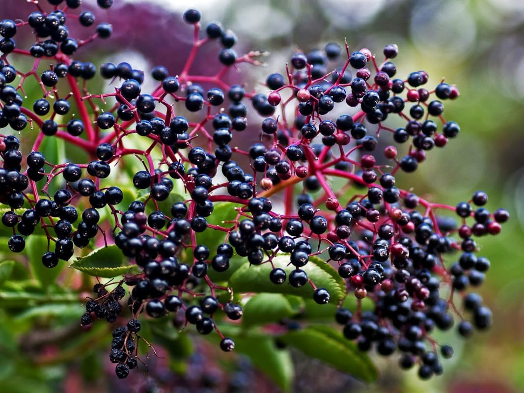 Set 3 American Elderberry Trees Live Plants for Planting, Black Elderberry Bush Live Plants, Sweet Elderberry Plants Live, Sambucus Canadensis Elderberries Fruit Trees 6 to 12 Inch Tall Bareroots