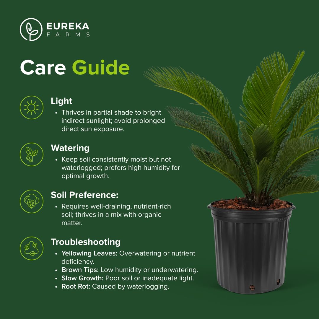 Sylvester Date Palm, Phoenix Sylvestris Robusta – Tropical Exotic Live Plant, Cold Hardy Garden Palm, Drought Tolerant, Low Maintenance Houseplant (2gal Pot, 1-2ft)