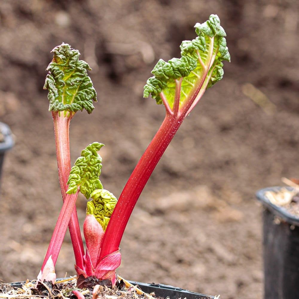 Rhubarb Plants Root for Planting, Hardy Rhubarb Plant Root for Outdoor Garden, Perennial, Size 3 to 6 Inch (5 Pack)