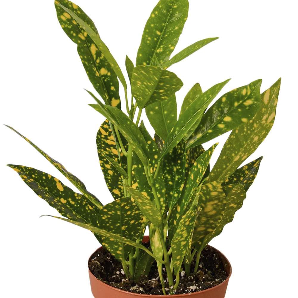 Croton 'Gold Dust' Live Plant for Indoor | Different Houseplants in 4'' & 6'' Pot | Real House Plant for Living Room, Office, Desk & Bathroom | Codiadeum variegatum | Gold Dust