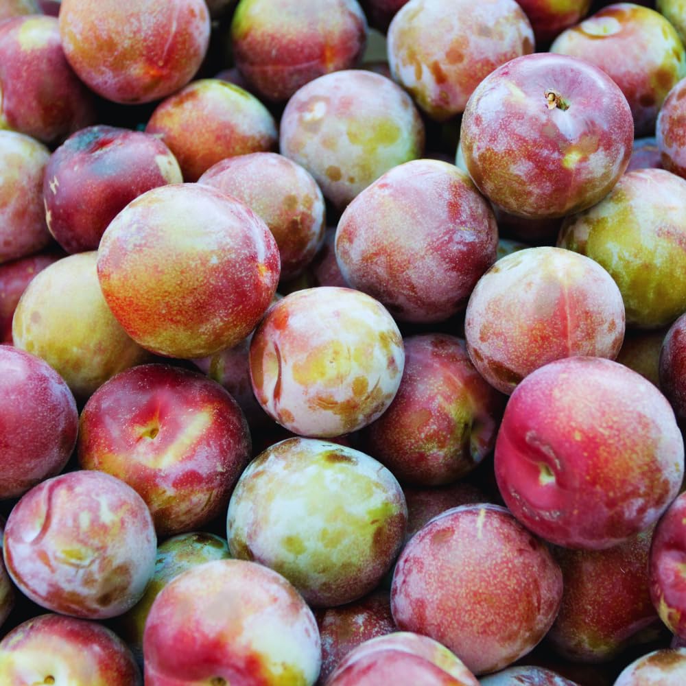 Flavor Pluot Tree Live Plant, Plum Apricot Plant, 3 Gallon Pot, 2-3 Ft Long, Sweet Fruit for Home Garden Outdoor, No Ship to CA