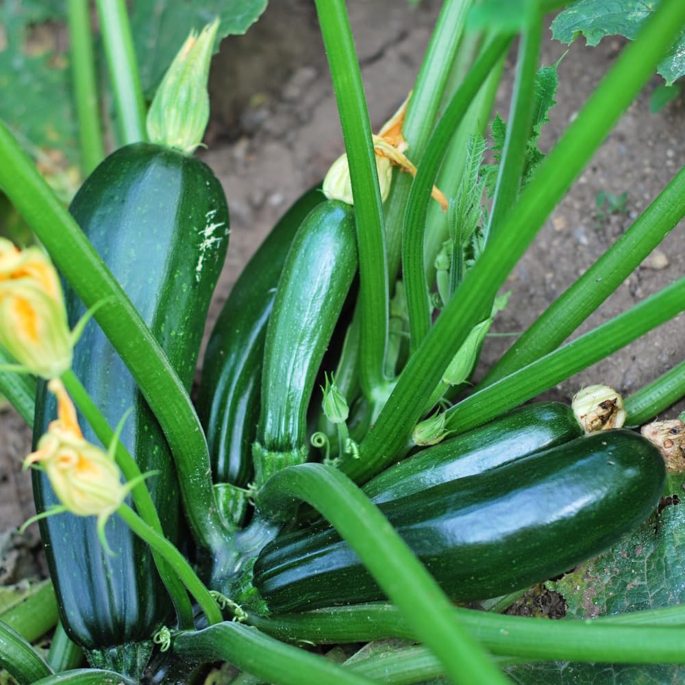 2 Green Squash Zucchini Plants Seedlings, 4 Inches Pot, Squash Plants Live, Live Zucchini Plants