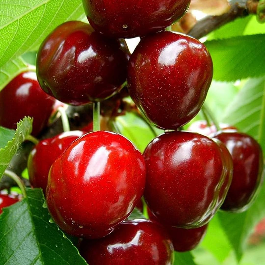 Barbados Cherry Trees Live Plant, 5-7" in Tall, Sweet Cherry Fruit Tree, Cherry Bush Live Plants, Bareroots, Cold Hardy