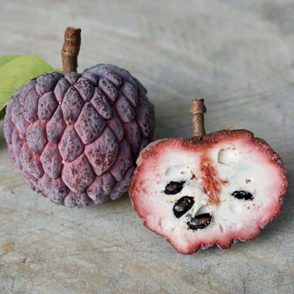 Red Sugar Apple Tree – 8–12 in Live Tropical Fruit Tree Seedling (Annona squamosa L) | Naturally Grown from Seed | Sweet, Red Custard-Like Fruit | Rare Fast-Growing Live Plant for Home Garden or Patio