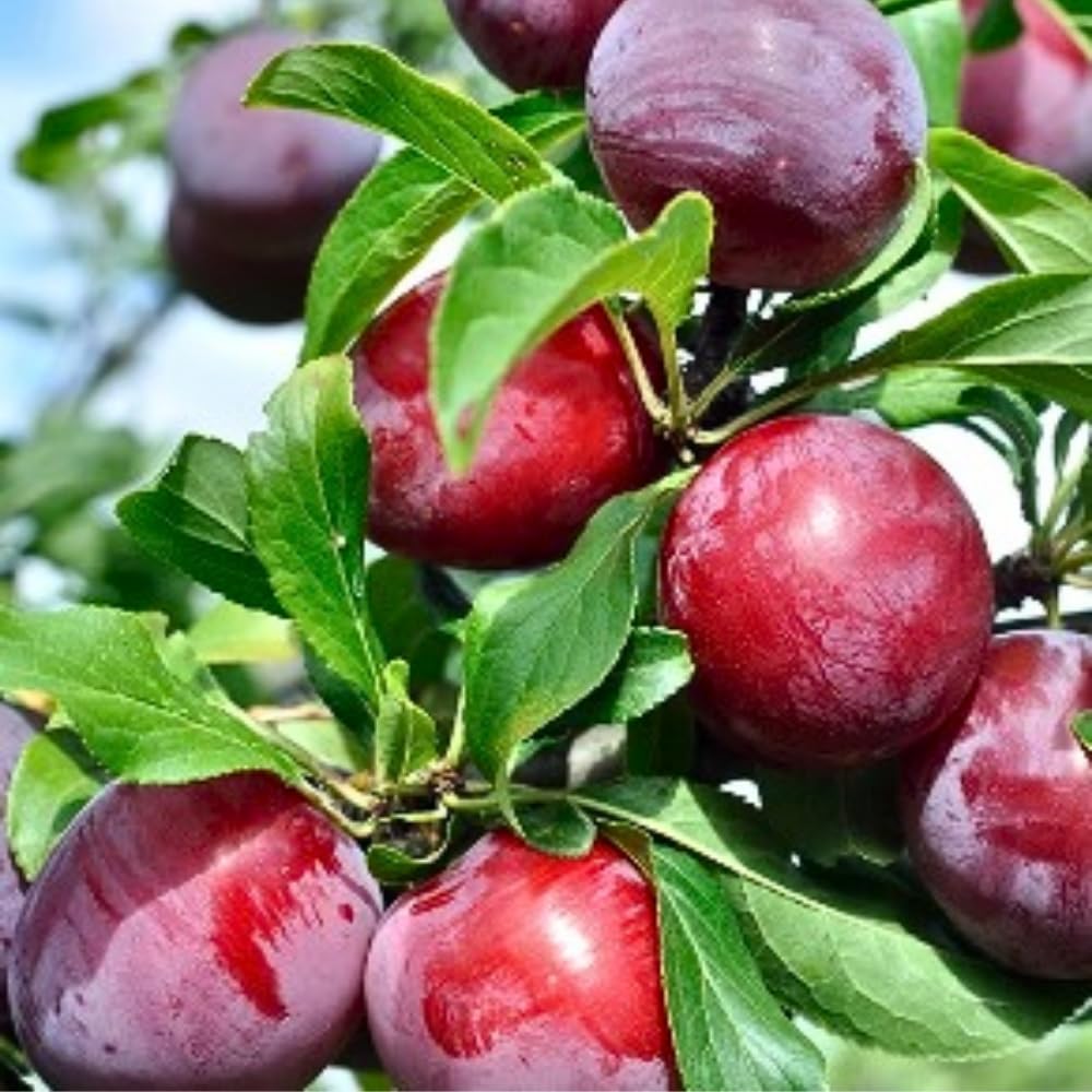 Plum Tree, Plum Live Plant, Sweet Fruit Plant, Live Fruit Tree for Outdoor Planting, 3 Feet Tall in 3 Gallon Pot, No Ship to CA (Red)