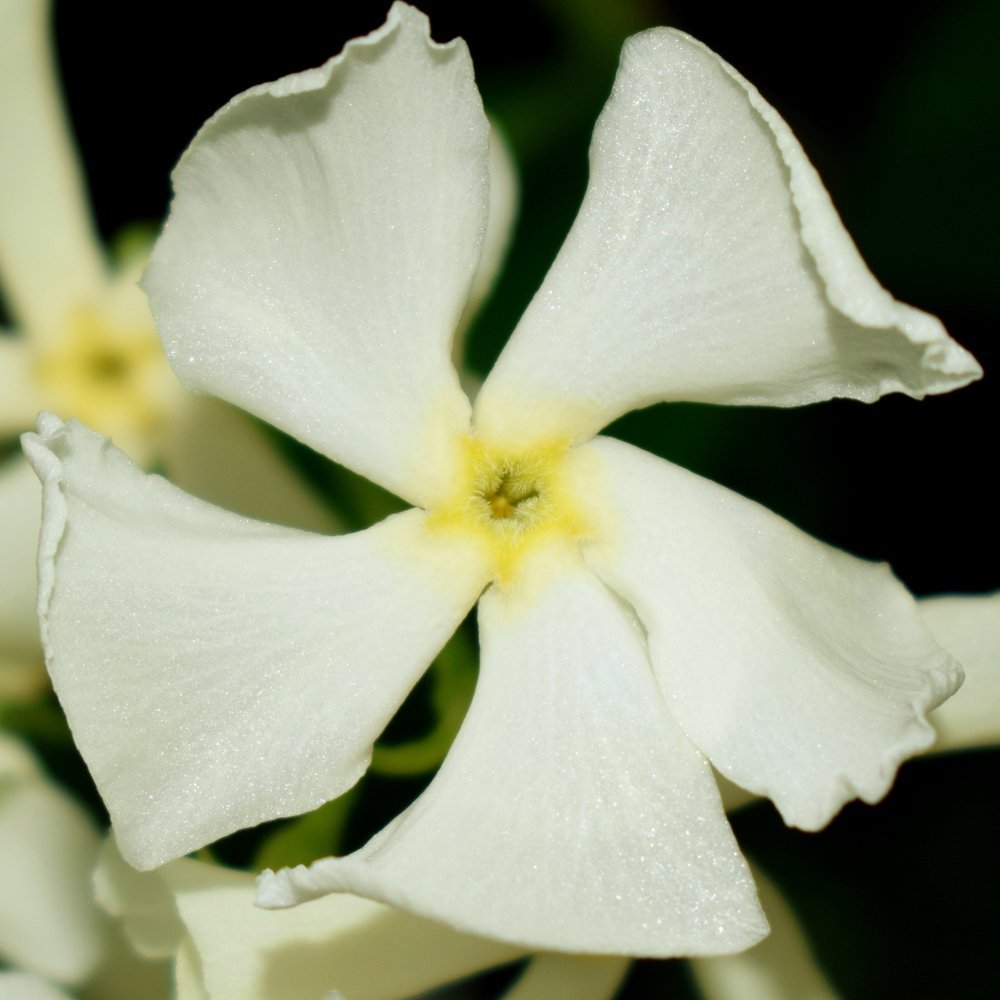 Star Jasmine Evergreen Climbing Garden Outdoor Plant for Trellis, Fences & Obelisks Baring Fragrant White Summer Flowers, 1 x Trachelospermum Jasminoides in 9cm Pot by Thompson & Morgan
