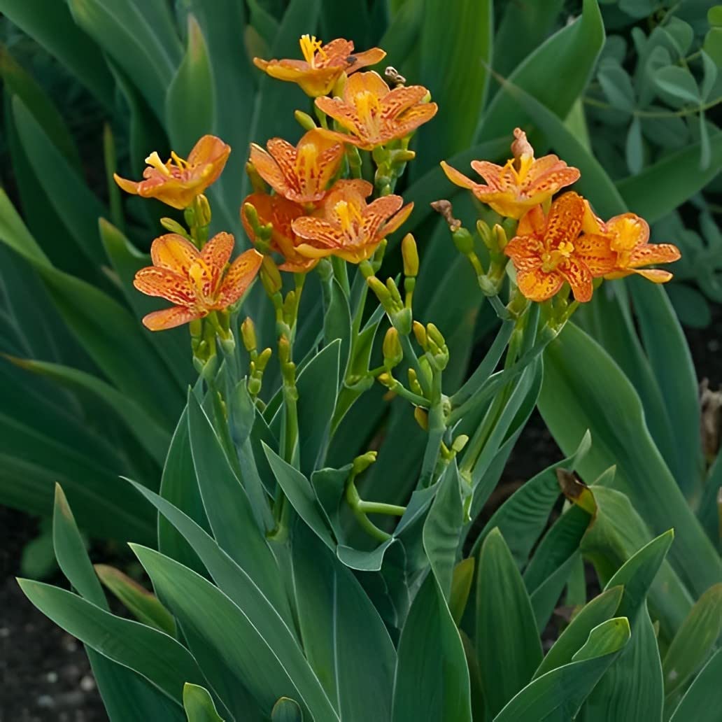 Votaniki BlackBerry Lily Plant - Perennial Belamcanda Chinensis ‘Freckle Face’ Flower Plant | Perfect for Any Garden - Fast Growing and Low Maintenance (2 Pack)