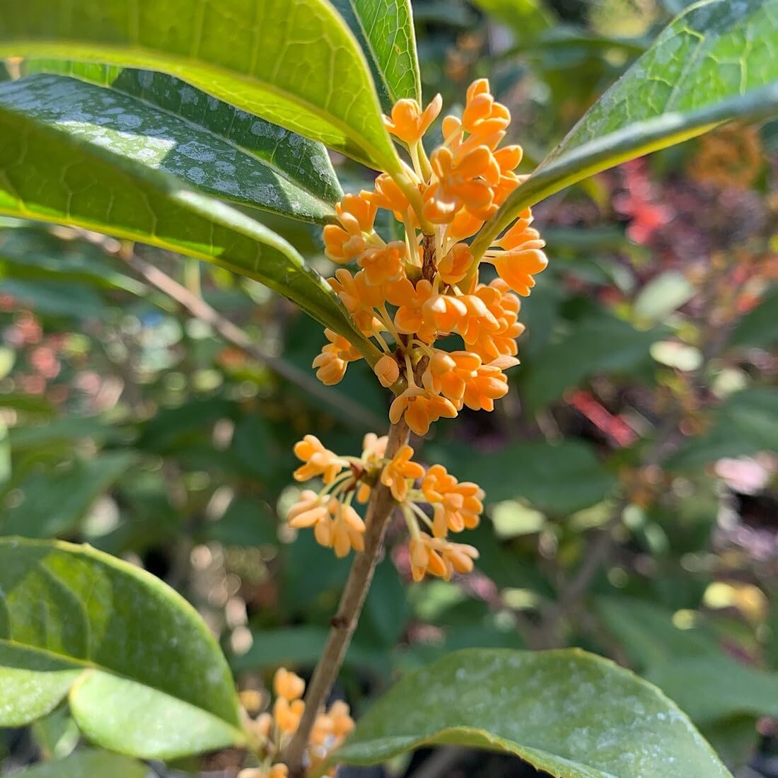 Live Plant - Apricot Echo Fragrant Tea Sweet Olive Osmanthus fragrans Rooted Starter Plant