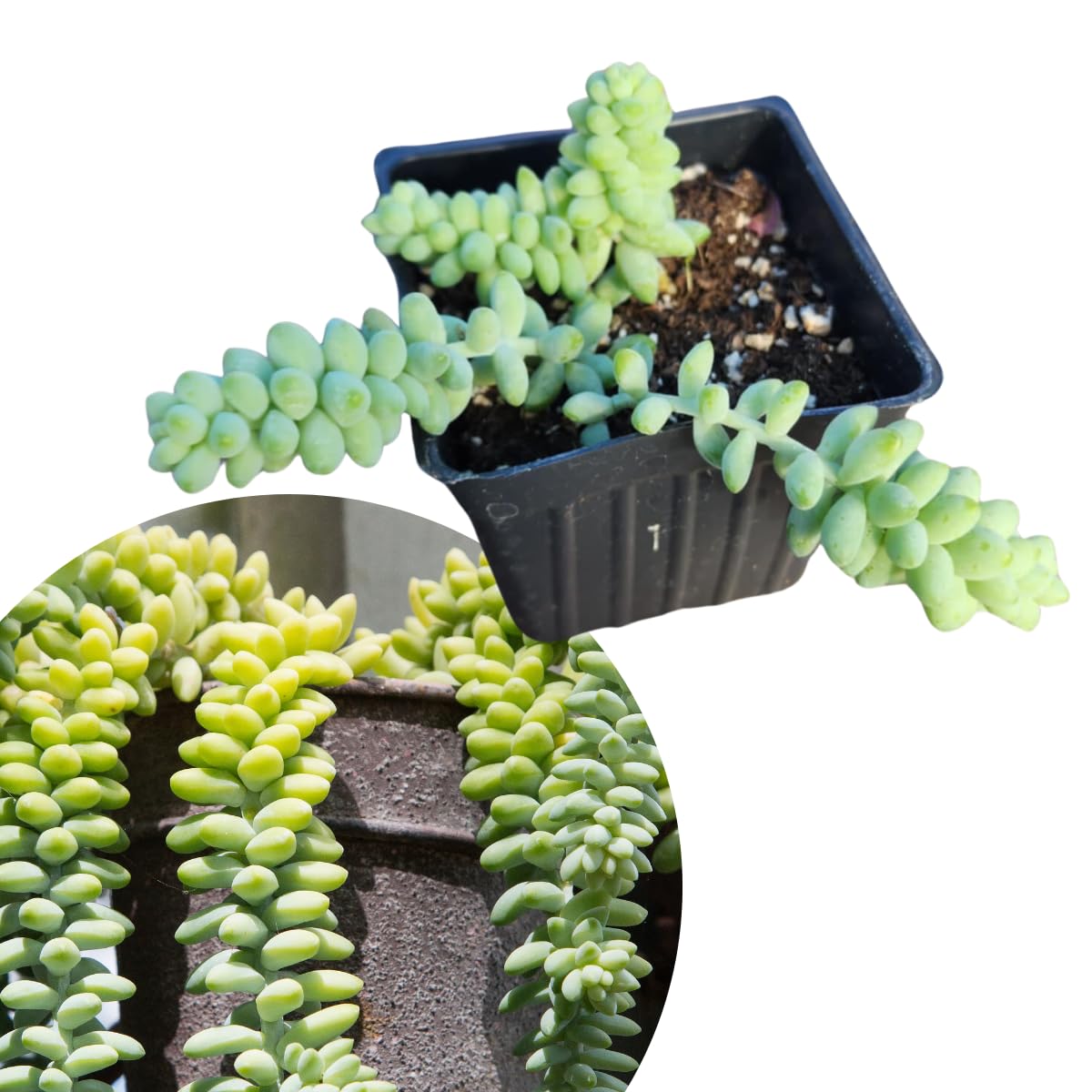 Smoke Camp Crafts Burro's Tail Succulent Plant, Sedum Morganianum, 2.5-inch Pot, Organic House Plant