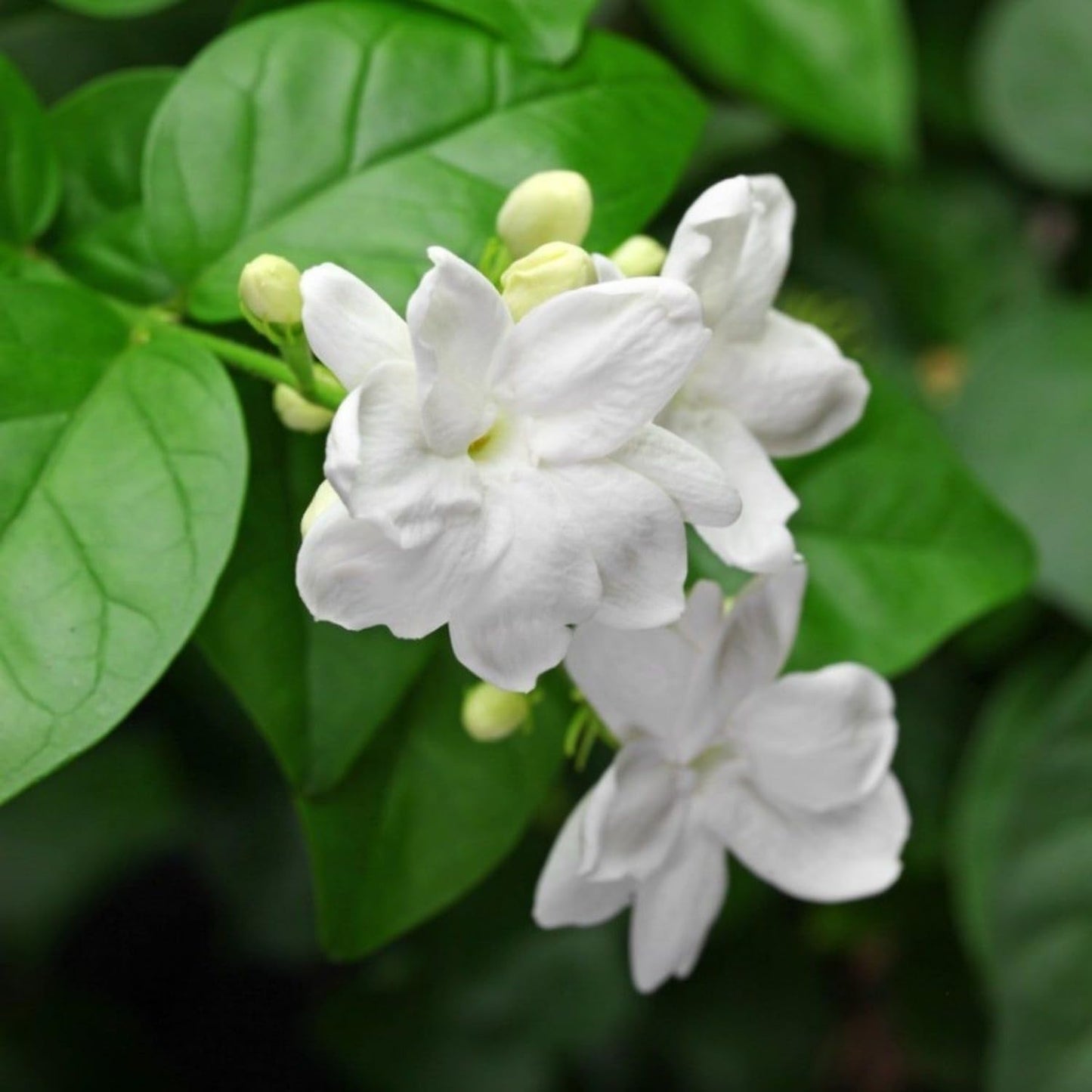 200+ Climbing Jasmine Flower Seeds for Planting Fragrant Plant Seeds Non-GMO Garden Home Jasmine Garden Balcony Climbing Flower