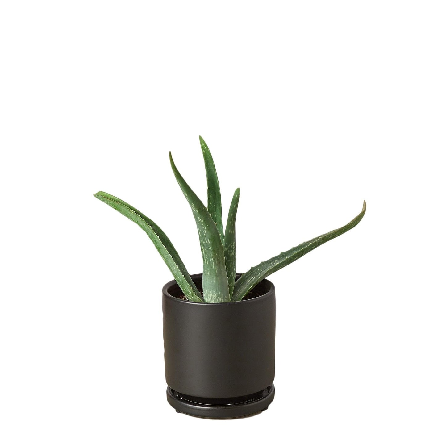 Aloe Barbadensis Mill Vera-4" Pot/White Cylinder - Live Plant Easy Care, Low Maintenance for Home Decor - Air Purification Houseplant