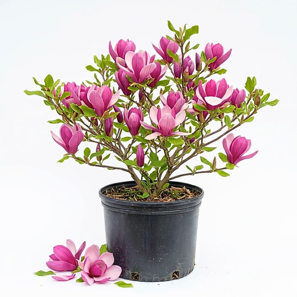 Jane Magnolia Tree Live Plant, 2-3' Tall in 3 Gallon Pot, Hardy Fragrant Flowering Magnolia Plants for Outdoor Gardening, No Ship to CA