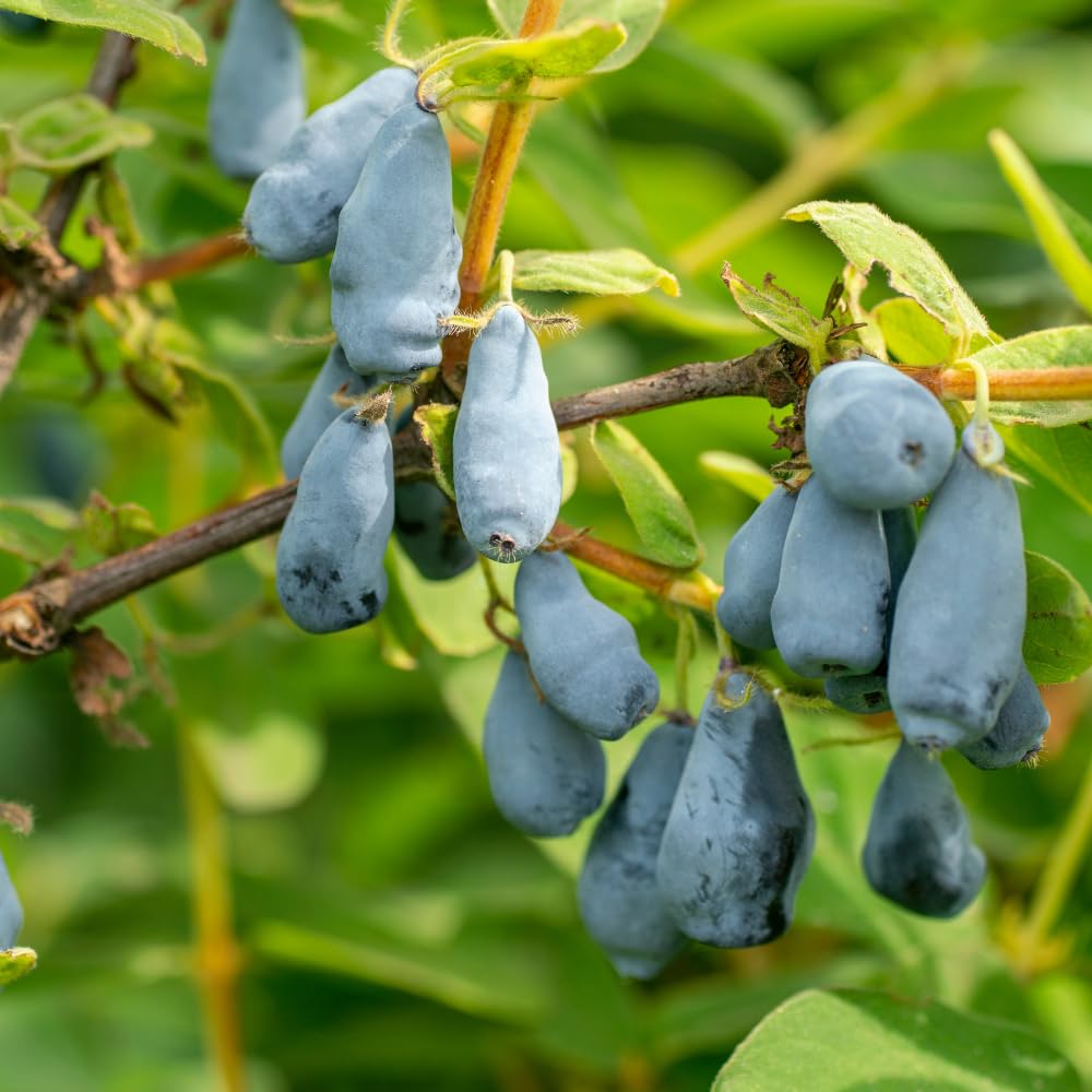 Live Honeyberry Plant, 4 to 6 Inch Tall Sweet Blue Honeyberry Starter Plant for Outdoor Garden, Honeyberry Haskap Plants Bare Root, Honeyberry Bush Live Plant, Haskap Berry Plant