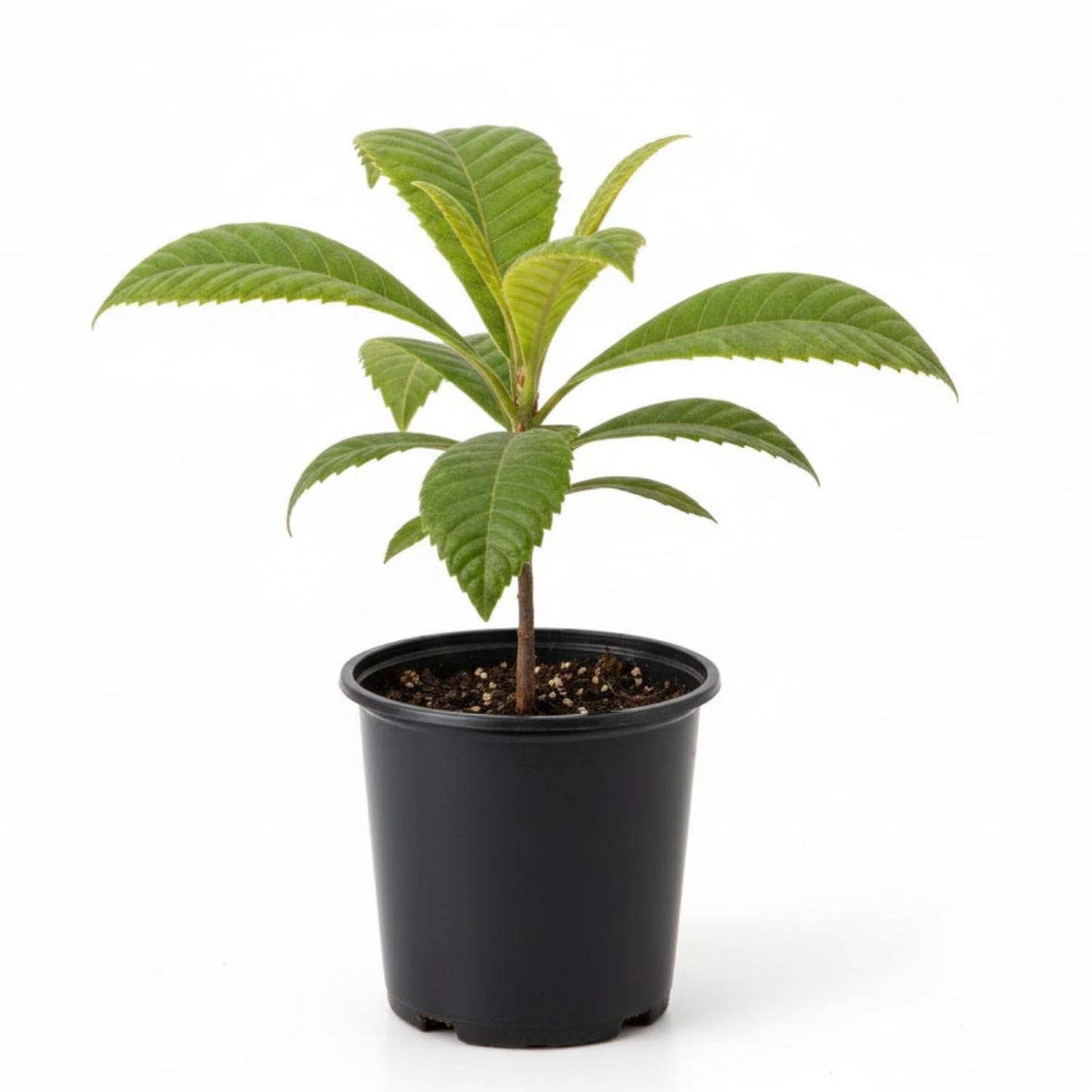 Loquat Tree, 5-9'' Tall Live Loquat Trees Live Plant in 4 Inch Pot, Cold Hardy, Perennial Fruit Plant Seedlings for Home Garden