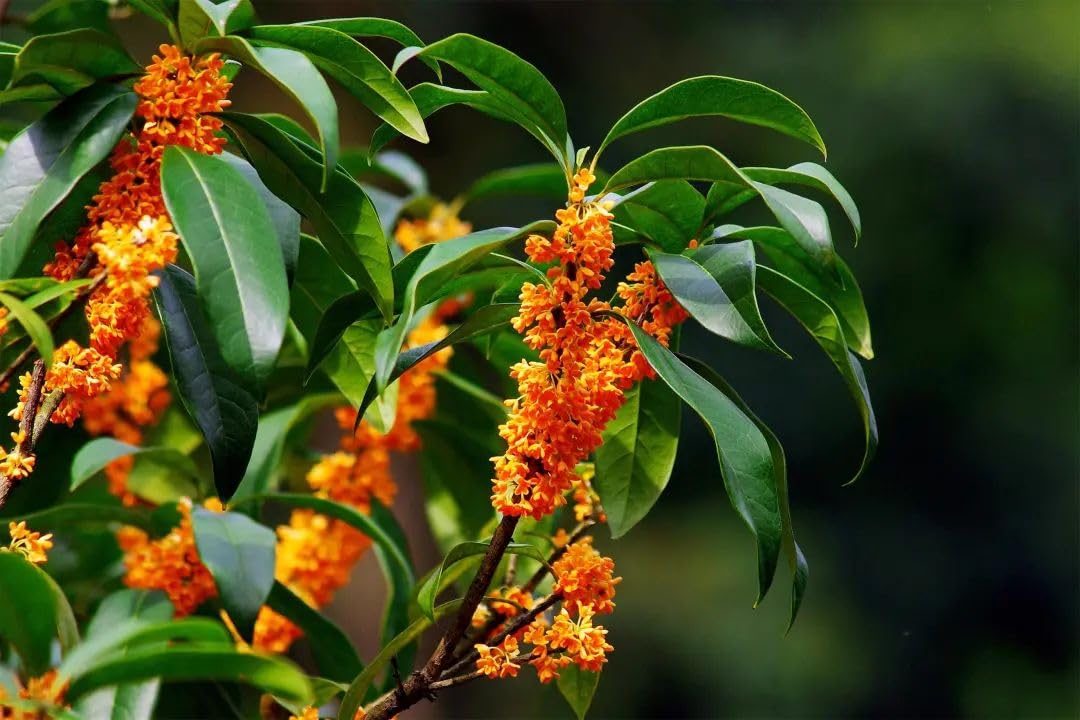 Dan GUI 丹桂/桂花 (Osmanthus fragrans) | Orange Sweet Osmanthus | Rooted Plant with Pot