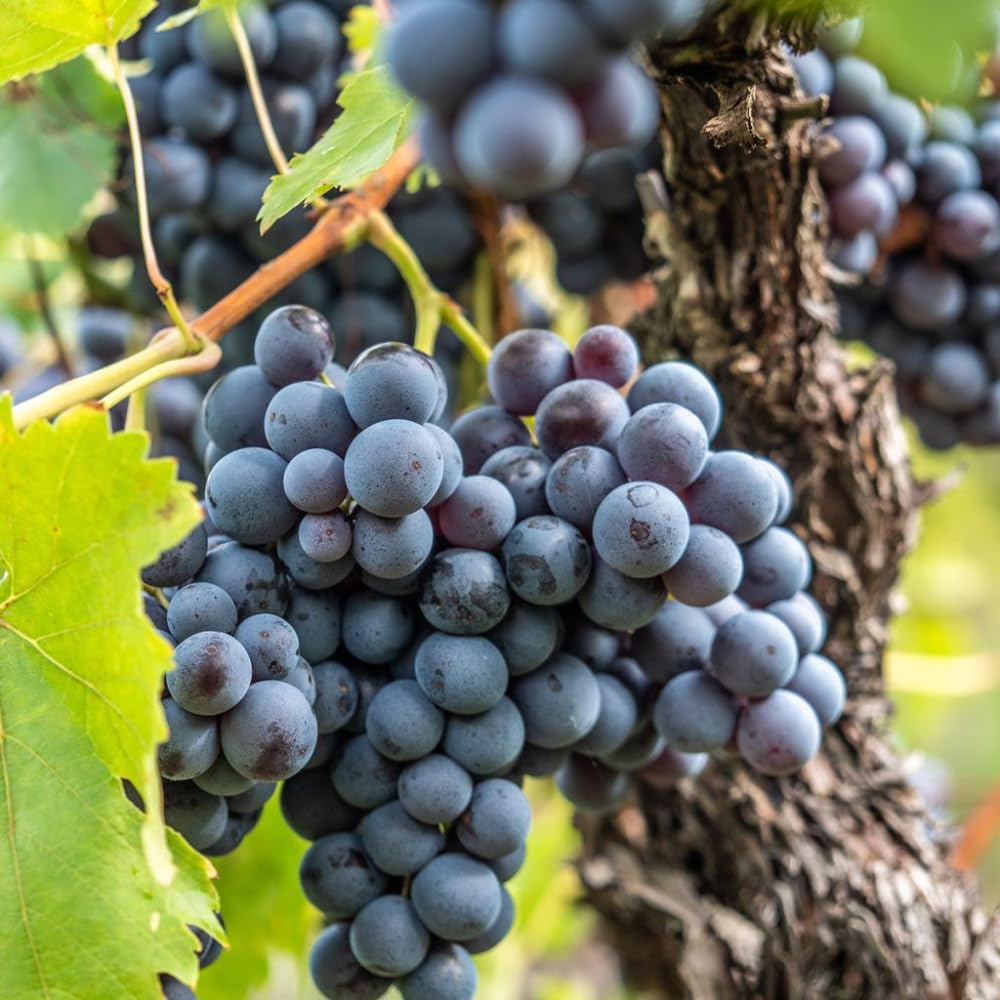 Blue Black Grape Vine, 1-2 Year Old, Live Grape Fruit Plant Live, Cold Hardy Grape Tree