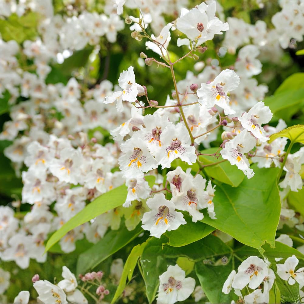 5 Catalpa Tree Plant Live – Catalpa Native Seedlings 1–2 Feet Tall | Easy to Grow Outdoor Trees for Backyard Shade & Wildlife Habitat | Dormant Plant