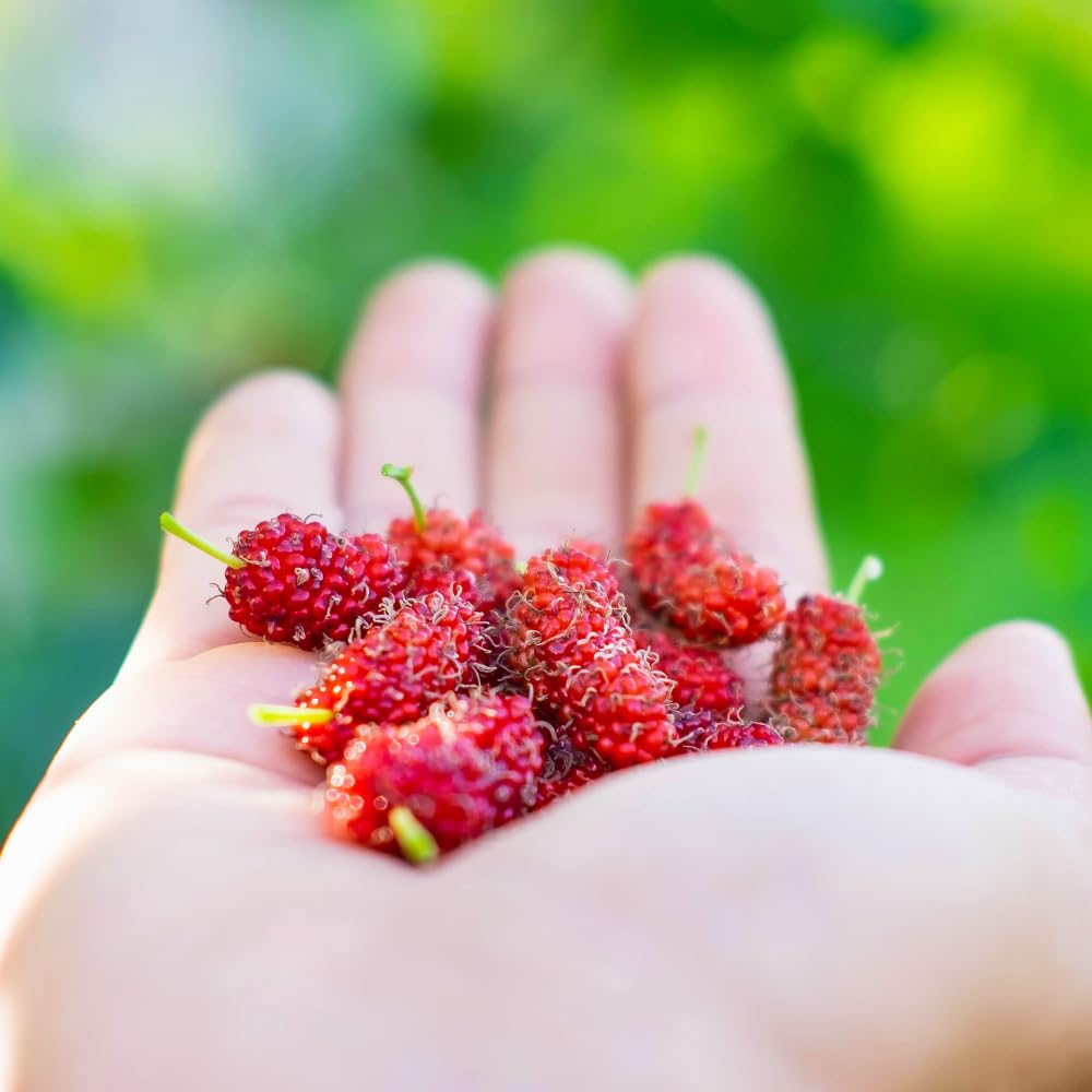 Mulberry Tree Live Plant, Mulberry Plant, Sweet and Edible Mulberries Fruit Seedlings for Patio and Garden, 6 to 8 Inches Tall (Red)