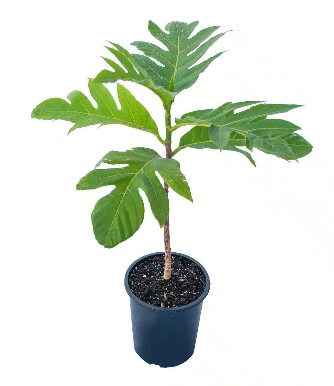 Live Plant - Breadfruit (Artocarpus camansi) Tropical Live Fruit Tree 2’-3’ feet