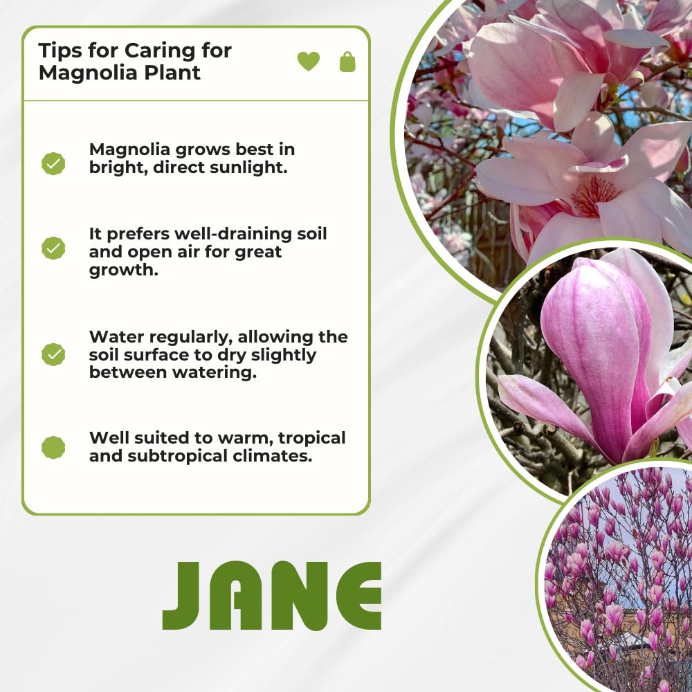 Pack 2 Jane Magnolia Plants Live, Fragrant Magnolia Bush Live Plants 6 to 12 Inch Tall, Tulip Shaped Magnolia Flowers Seedlings in 2.5 Inch Pot