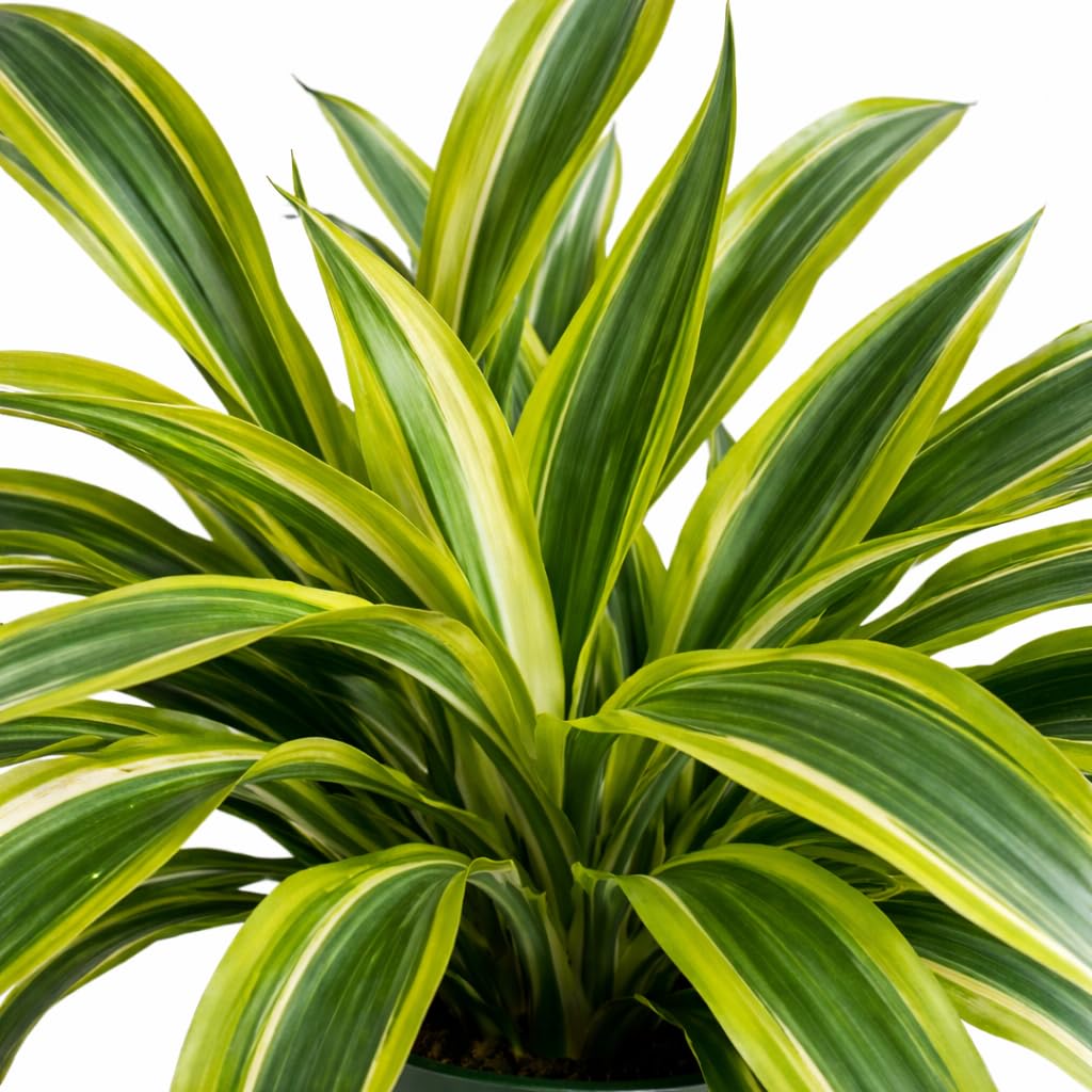 Dracaena Lemon Lime Live Plant in 6 Inch Pot, Variegated Indoor Houseplant with Bright Green and Yellow Foliage