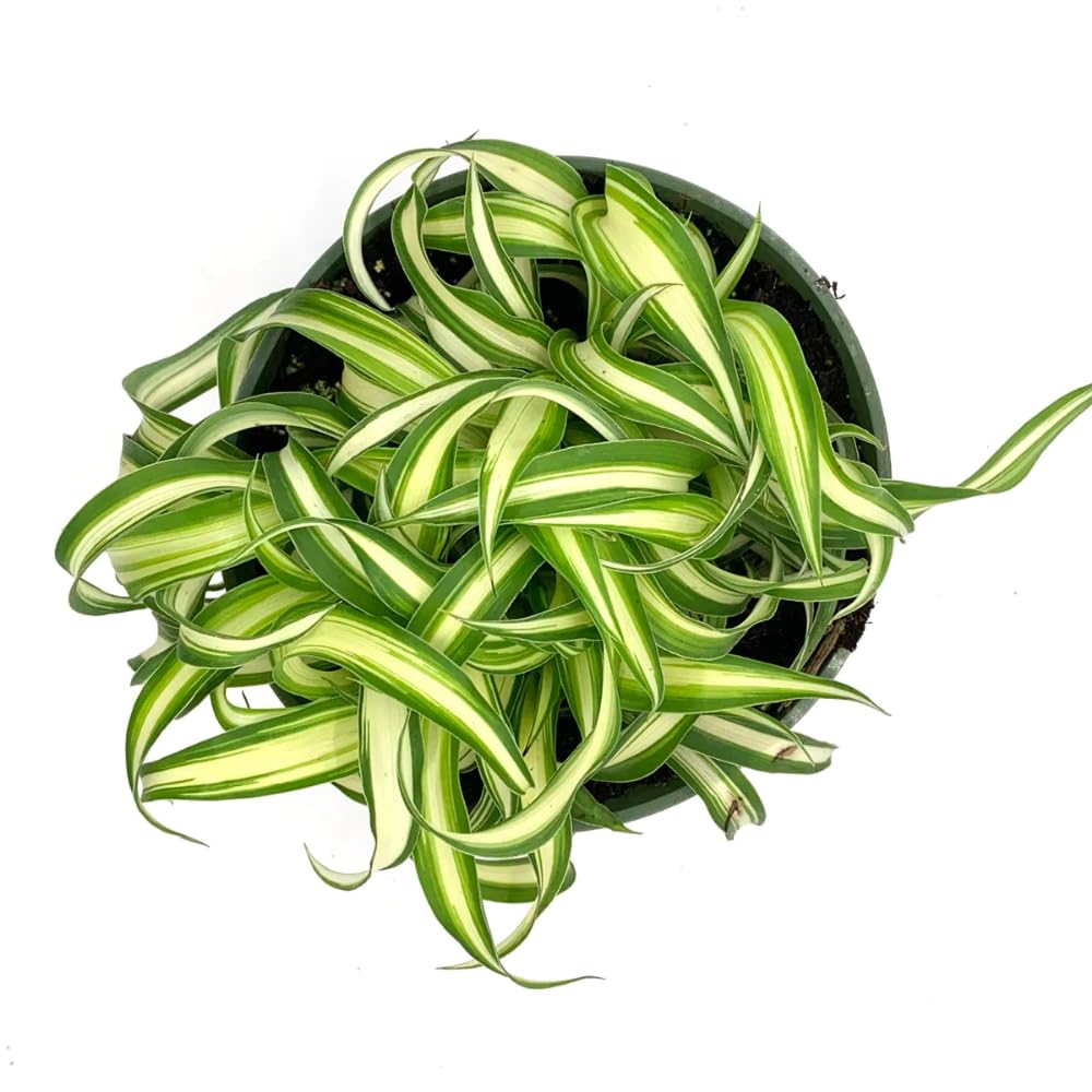 Curly Spider Plant Live Plant in 3.5 Inch Pot, Indoor Houseplant with Curled Leaves, Easy Care Spider Plant for Home Office Decor