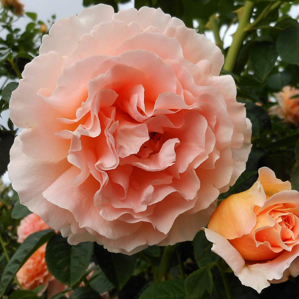 Heirloom Climbing Roses, Live Own Root Plant for Outdoor Garden, Polka®, Very Fragrant, Hardiness Zones 5-10, Continual Blooming