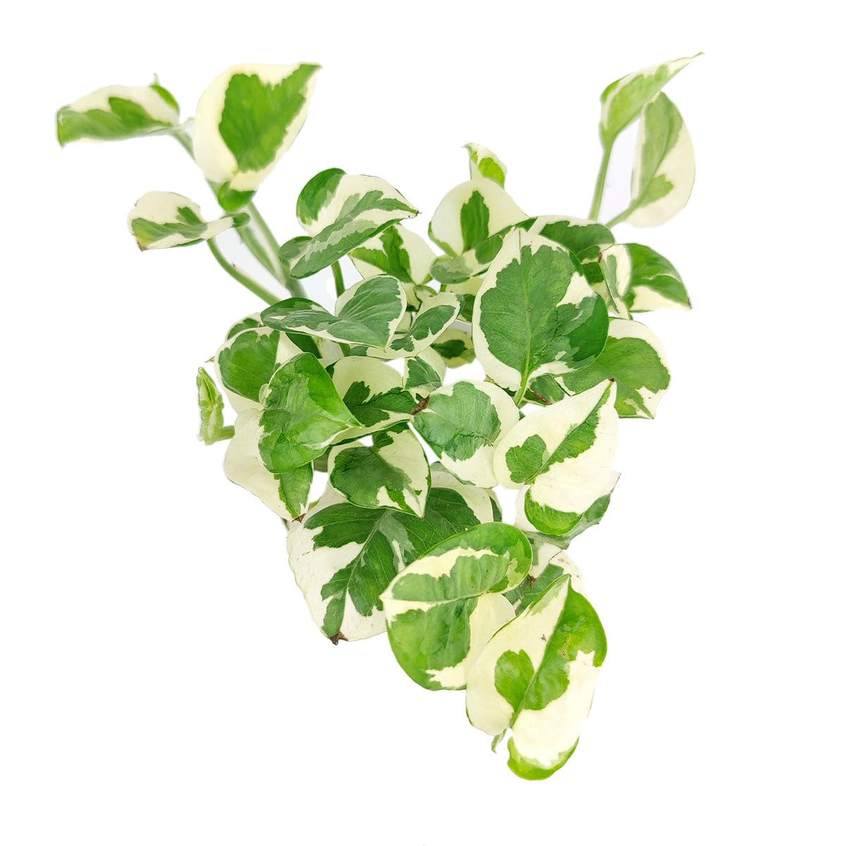 Pothos N'joy (4 inch) - Air-Purifying Houseplants - 4/6 inch Unique Live Decorative Houseplants - Low-Maintenance Indoor Plants, House Warming Gift, Natural Air Purifier