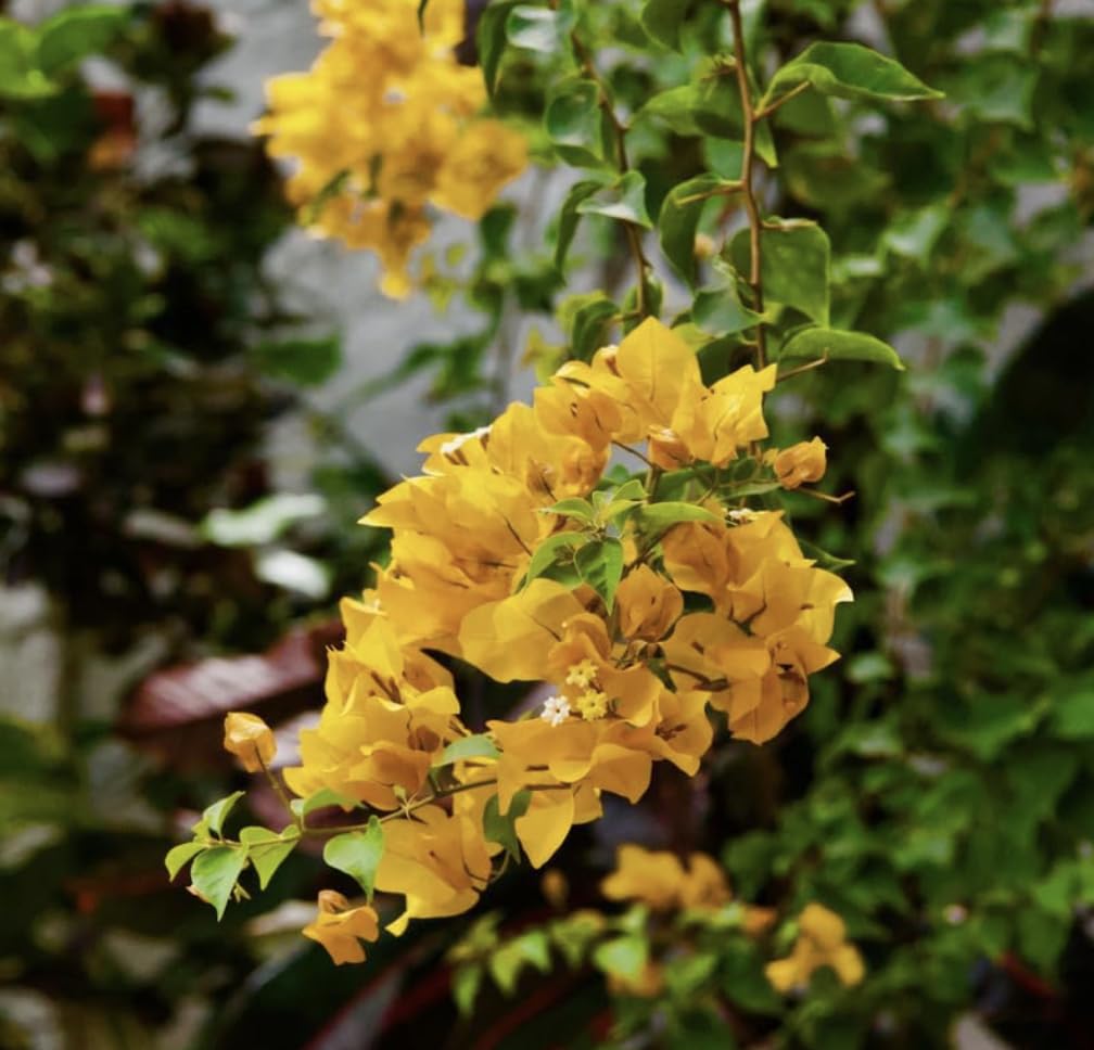 Yellow Bougainvillea Live Plants - 2 (Two) California Gold Bougainvillea 4 to 6 Inches Starter Plants - Live Bougainvillea Plants - Live Flower Plants