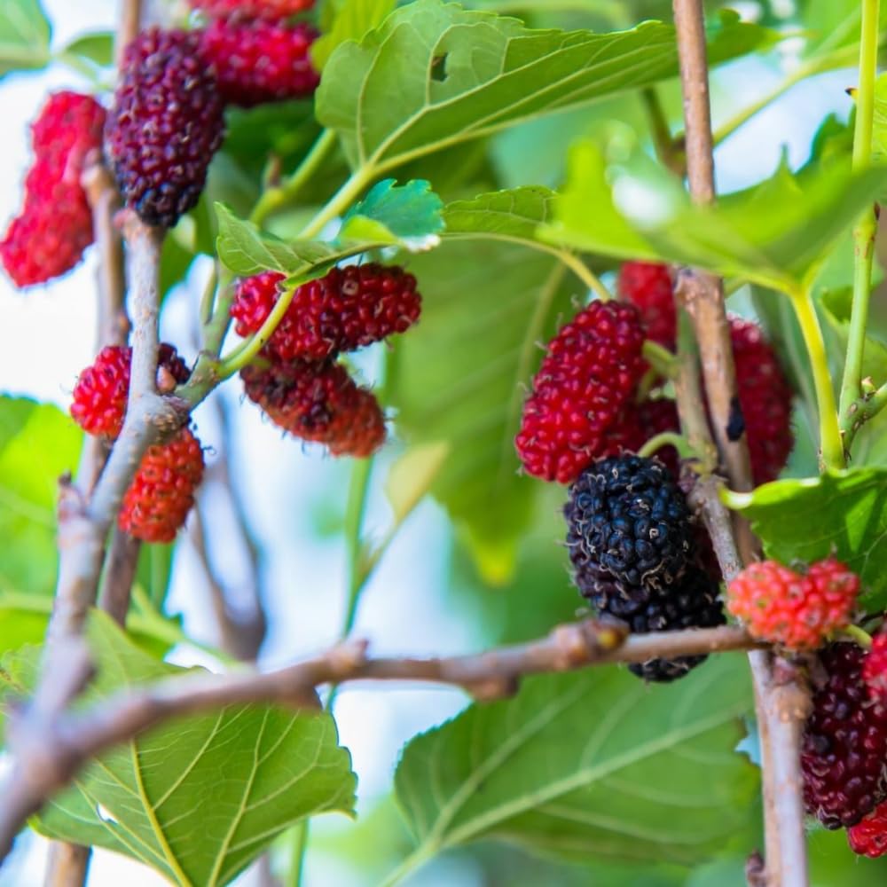 Red Mulberry Tree for Planting 4 to 8 Inch Tall, Mulberry Live Plant Outdoor, Mulberry Fruits
