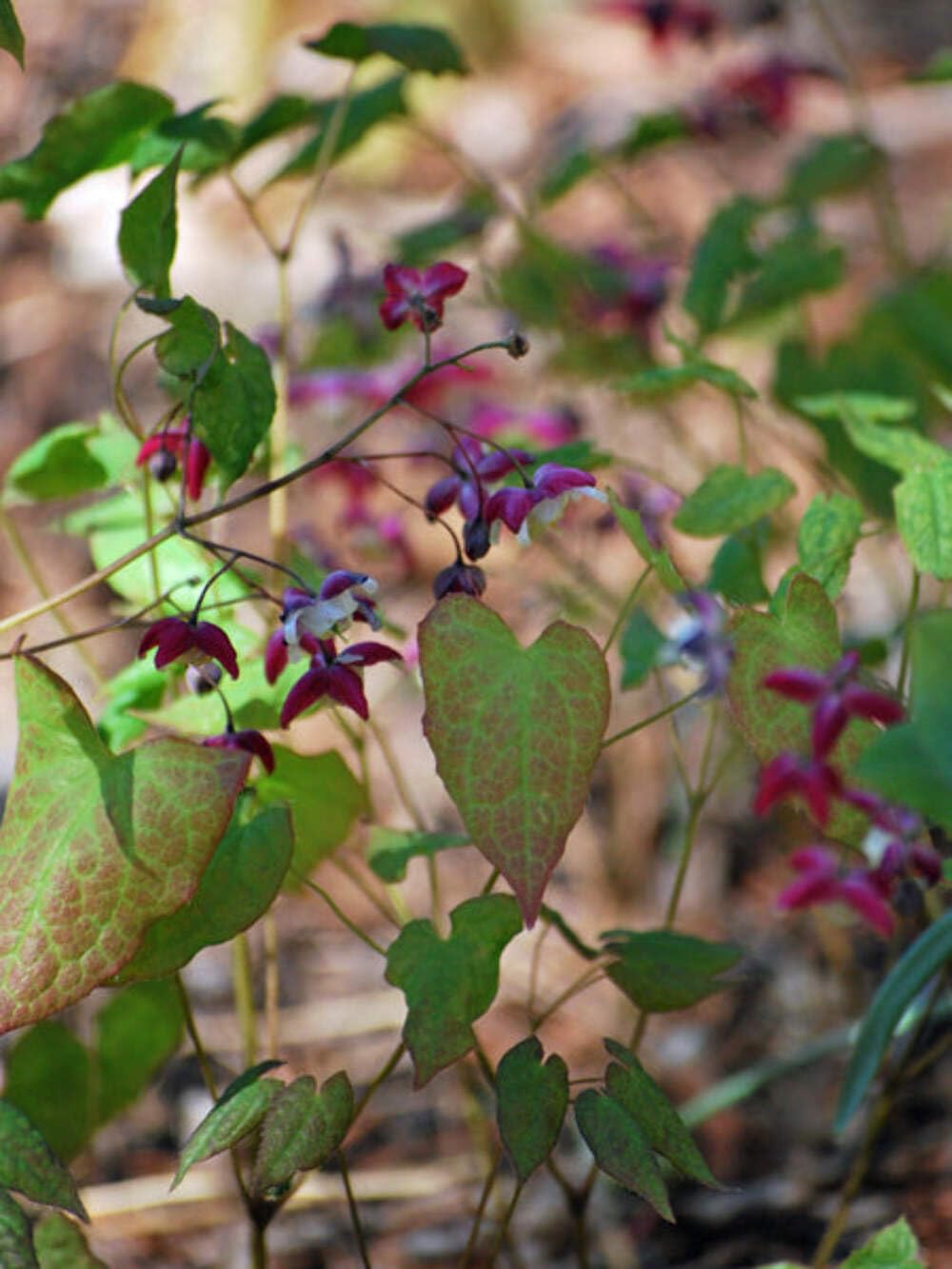 Epimedium rubrum (Barrenwort)