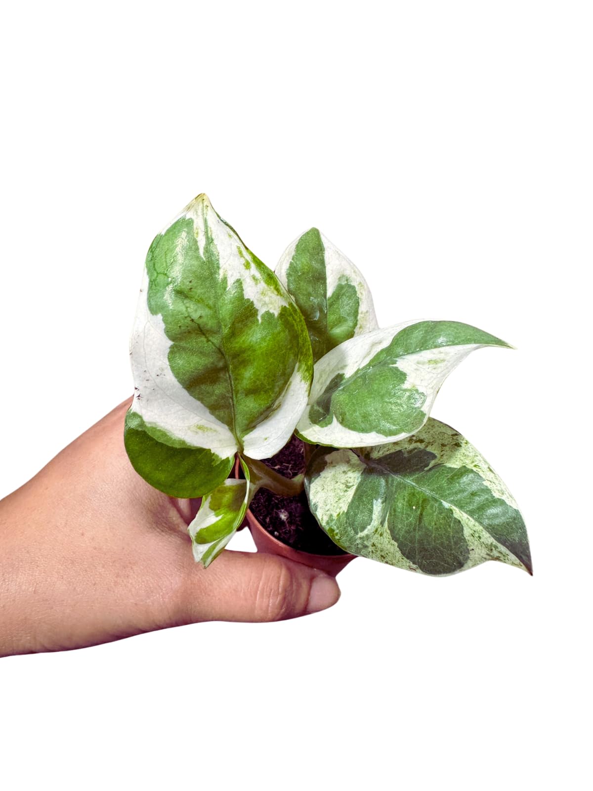 Pearl and Jade Pothos Starter Plant in 2 inch Pot, Low Light Indoor Vining Plant, Climbing Terrarium Plant, Office, Gift, Home Decor Live Plant
