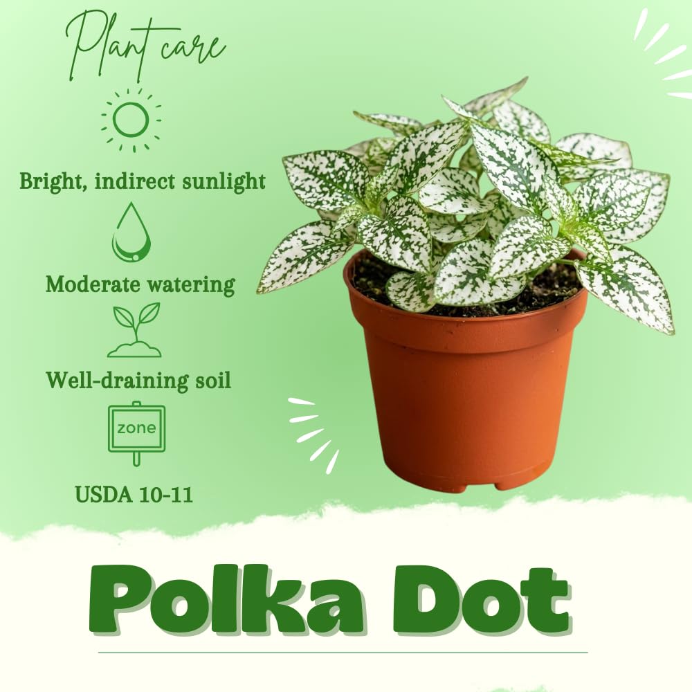 White Polka Dot Live Plant, Polka Dot Plant, Small Indoor Plants, 2.5 Inches Pot for Indoor or Outdoor Houseplant