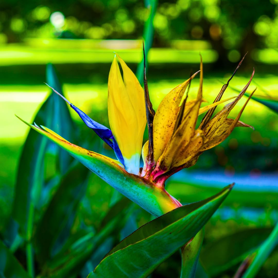 2 Yellow Bird of Paradise Live Plants, Strelitzia Reginae Well-Rooted Tropical Perennial Blooming, 5-9 Inches Houseplant Decor Indoor Outdoor, No Pot