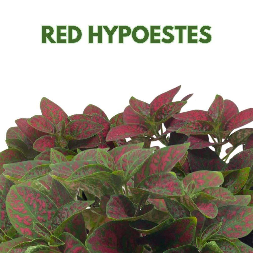 BubbleBlooms Red Hypoestes phyllostachya 2 inch Set of 3 Flamingo Polka Dot Plant Tiny Mini Pixie Plants