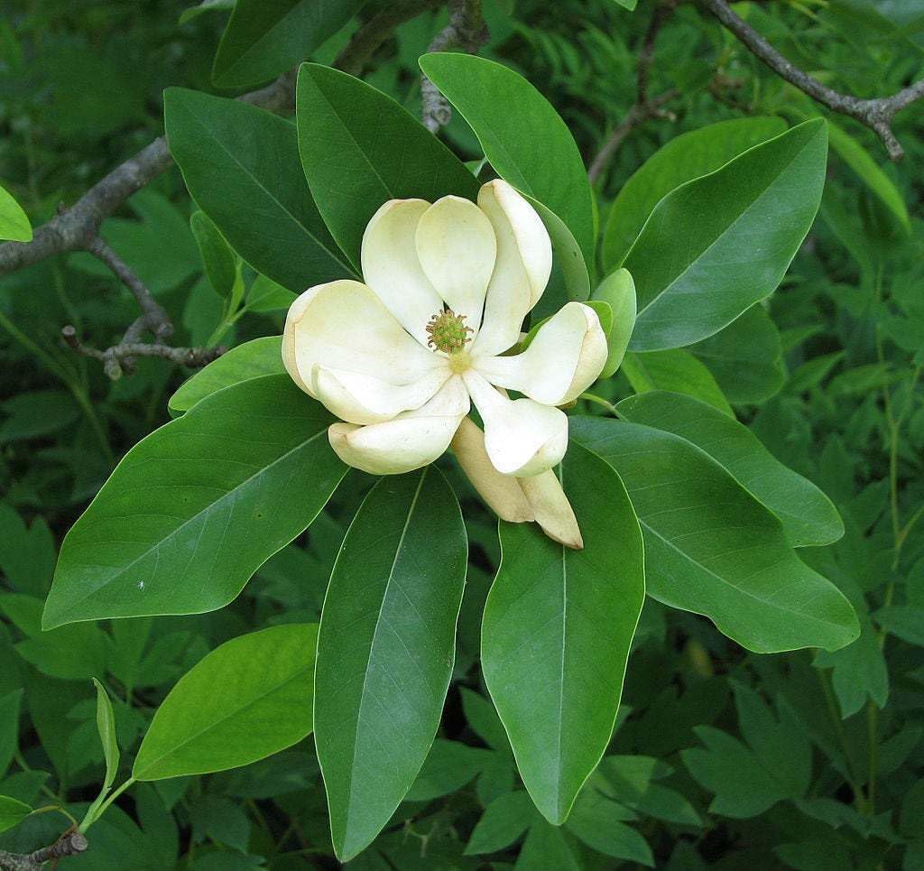 Live Plant - 2 Sweetbay Magnolia Trees - Live Potted Plants - 10-18" Tall - Quart Pots