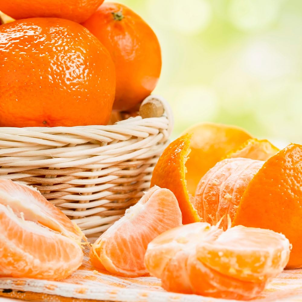 Brighter Blooms - Owari Satsuma Mandarin Tree, 1-2 ft. - No Shipping to AK, AL, AZ, CA, FL, GA, HI, LA, MS, OR, TX