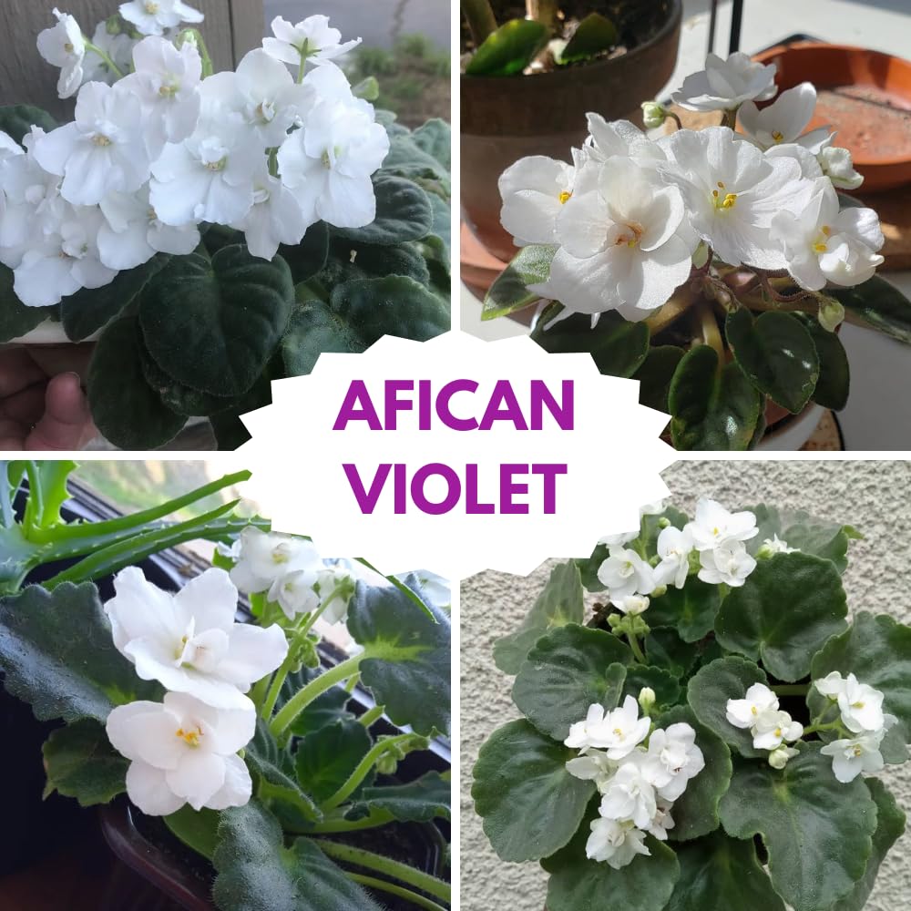 African Violet Live Plant in 4 Inch Pot, Flowering Houseplant, Easy Care Indoor Plant with Vibrant Blooms (White African Violet)