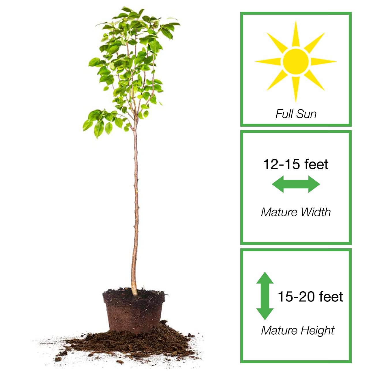 Perfect Plants Florida Home Pear Tree | Live Outdoor Fruit Trees 4-5 Feet | Easy to Grow Sweet Fruits Perfect for Preserves | Easy Planting & Pears Produced in 2-3 Years