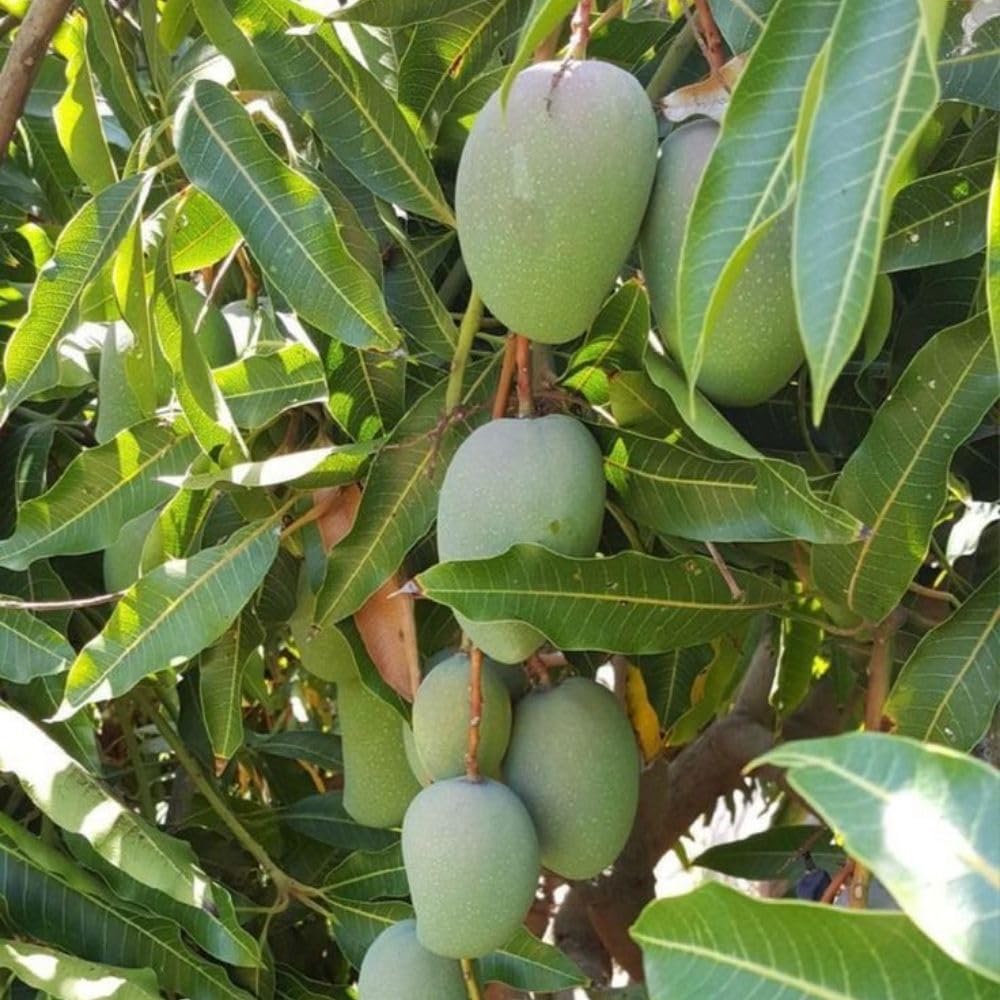 Ice Cream Mango Tree Live Plant, 2-3 Gallon Pot, Mango Plants Live, Grafted Dwarf Tropical Fruit Tree for Patio & Garden