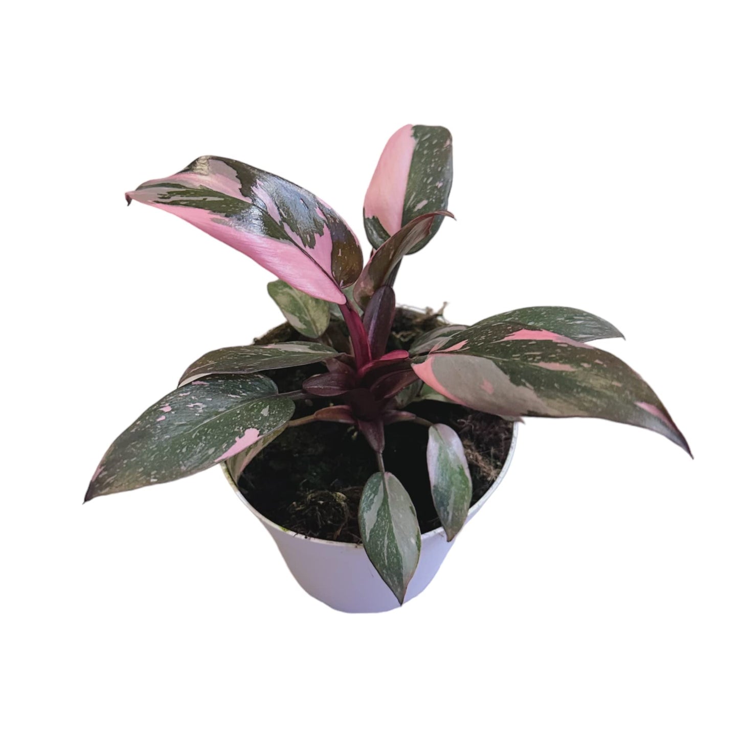 Hopewind Plnats Shop - Philodendron Live Plant, Air Purifying, Easy Care, Easy to Grow, Rare Variety, Live Indoor Plant, 4 inch Pot (Philodendron Pink Princess)